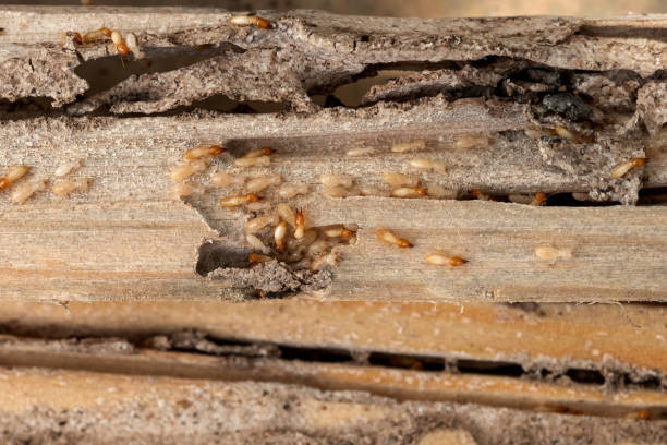 Best Affordable Pest Control Services  in Fellsburg, PA