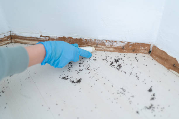 Best Flea Control Services  in Fellsburg, PA